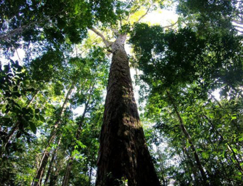 Riforestazione in Amazzonia